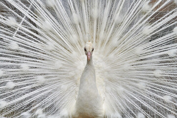 Obraz premium Close-up of a white peacock showing off his tail fully opened