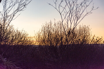 Obraz premium Por do sol entre mato seco com luz alaranjada