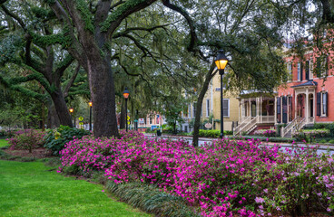 Street lights in the early morning Spring Azalea in bloom at historic Savannah Forsyth park -...