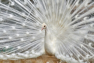 Close-up of a white  peacock showing off his tail fully opened © DannyIacob