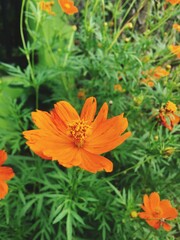 orange flower in the garden