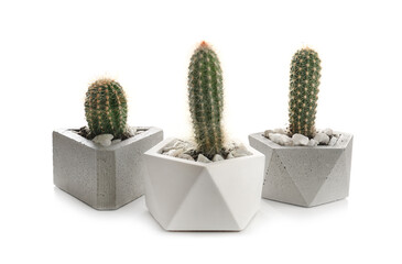 Beautiful tropical cactus plants in pots on white background. House decor