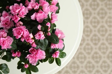 Beautiful Azalea flower in plant pot on table indoors, above view and space for text. House decor