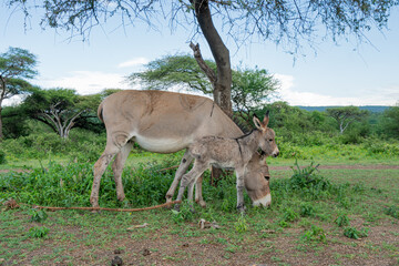 Donkey mother and here foal