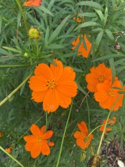 orange flowers in the garden