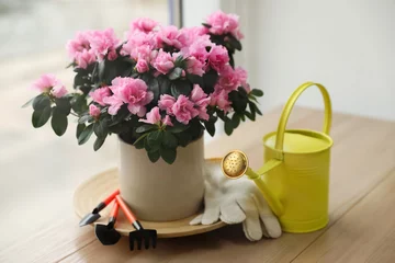 Fototapete Azalee Schöne Zimmerpflanze und Gartengeräte auf Holztisch in der Nähe des Fensters