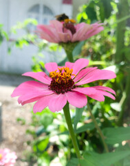 Obraz premium Pink Flowers