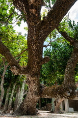 Sacred amazing giant tree with long branches looking like arms and the trunk looking like eyes. Taketomi Island.