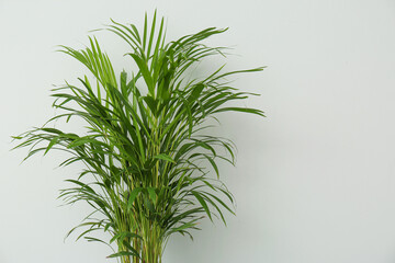 Exotic house plant against grey background. Space for text