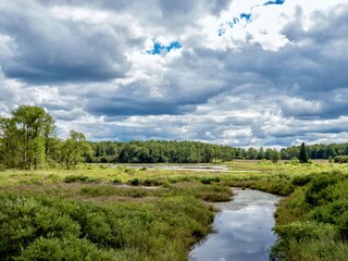 Fototapeta na wymiar Buzzard’s Swamp in Marienville, Pennsylvania, near Cooks Forest and Clarion, in the summer with a dirt road path leading into the swamp wilderness with a bright blue sky filled with clouds and trees.