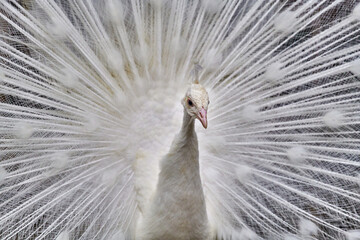 Naklejka premium Close-up of a white peacock showing off his tail fully opened