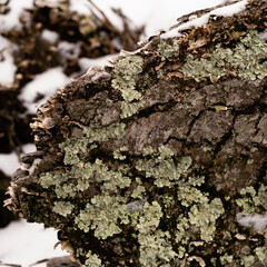 Winter lichen on fallen tree
