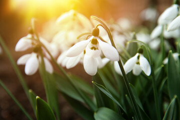 Beautiful tender snowdrops outdoors on sunny day, closeup. First spring flowers