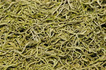 Spanish Moss (Tillandsia usneoides) closeup directly above. Tropical epiphyte plant native throughout the Americas, Mexico and Queensland Australia.