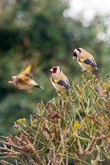 Three European goldfinch or simply the goldfinch (Carduelis carduelis)