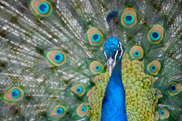 Close-up of a peacock showing off his tail fully opened