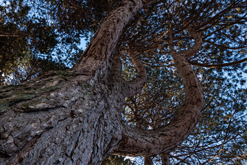 a huge redwood tree with cracked tree trunk under dense foliage in the park