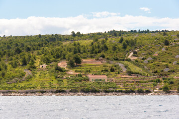 Croatia, Brac, Bobovisca. Olive farm.