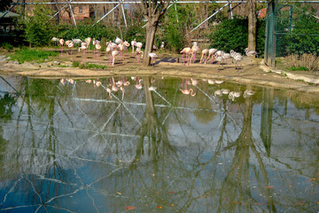 Fototapeta na wymiar Many piece of pink and white flamingos in zoo together with their reflection on small pond existing in their nest.