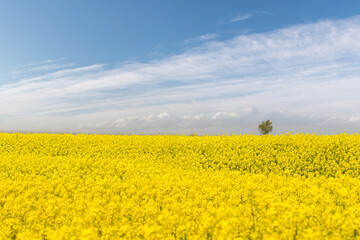 Fototapeta premium spring landscape of rapeseed flower fields
