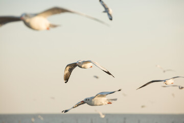Seagulls from Siberia are flying  on the sky above the sea