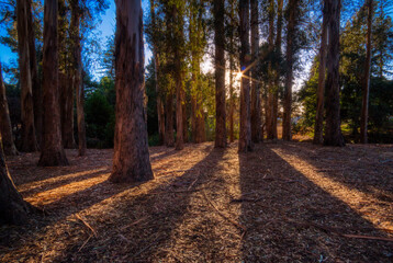 Obraz premium a dirt path in a forest