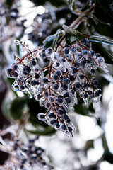 frozen berry - 415941187