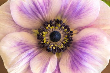 Close up of flower - 415941512