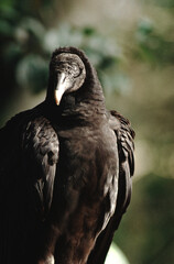 Black Vulture (Coragyps Atratus)