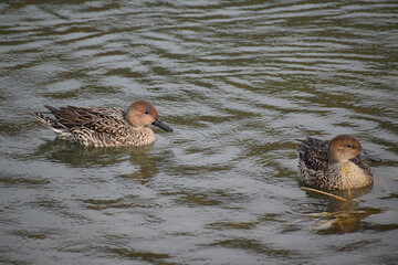 水面を及ぶ2匹の鴨
