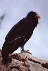 California Condor (Gymnogyps Californianus)
