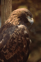 Golden Eagle (Aquila Chrysaetos)