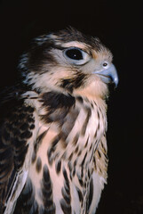Prairie Falcon (Falco Mexicanus)