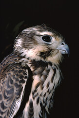 Prairie Falcon (Falco Mexicanus)