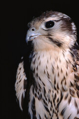 Prairie Falcon (Falco Mexicanus)