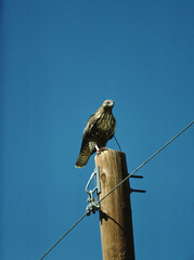 Rough-Legged Hawk (Buteo Lagopus)