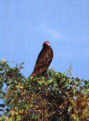 Turkey Vulture (Cathartes Aura)