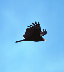Turkey Vulture (Cathartes Aura)