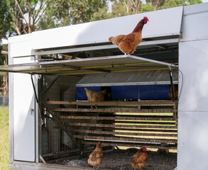 Poultry at a farm at Mount Martha