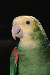 Yellow-Headed Amazon Parrot (Amazona Oratrix)