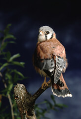 American Kestral (Falco Sparverius)