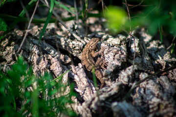 A western fence lizard taking in the sunshine