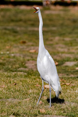 The Great Egret hunting