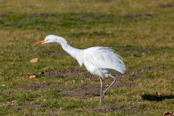 Fototapeta premium The Great Egret hunting