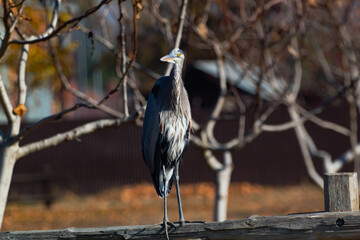 The Great Blue Heron