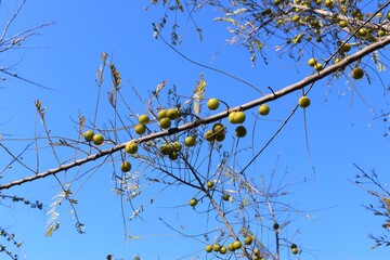Indian  Gooseberries or Amla fruit on tree against blue sky background
