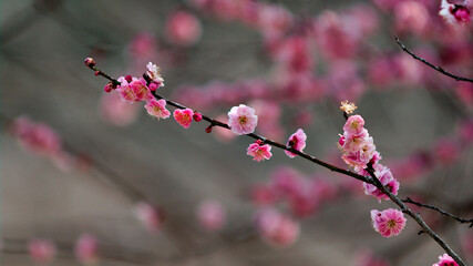 blossom in spring