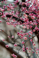 pink cherry blossom in spring
