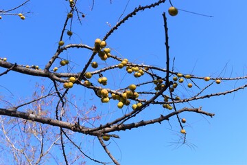 Indian Gooseberries or Amla fruit on tree against blue sky background