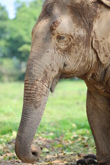 Fototapeta na wymiar Thai elephants living in the jungle